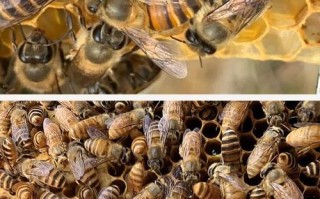 夏天可以培养蜜蜂王吗（中蜂夏天可以培育蜂王吗）