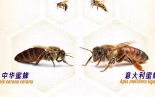 中华蜜蜂和西方蜜蜂的区别（中华蜜蜂和意大利蜜蜂各有什么特点）