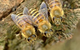 中国蜜蜂排行（中国最好的蜜蜂是什么地方的品种）
