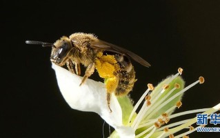 蜜蜂采花粉治什么病（蜜蜂采花粉用来干嘛）