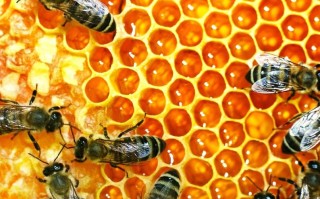 蜂巢是蜜蜂的什么作用（蜂巢是什么组成的）