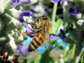壁蜂与蜜蜂的区别（壁蜂与蜜蜂的区别是什么）