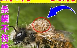 蜜蜂的螨虫（蜜蜂的螨虫怎么治）