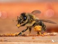 蜜蜂怎么保护蜂胶（蜜蜂用什么保护自己）