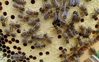 蜜蜂幼虫食用好处（蜜蜂幼虫食用好处和坏处）
