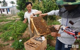 养殖蜜蜂有几个品种（蜜蜂养殖户）