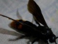 蜜蜂里的黑蜂（蜜蜂里的黑蜂在外面飞怎么办）