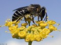 蜜蜂对农植物有危害吗（蜜蜂对植物的危害）