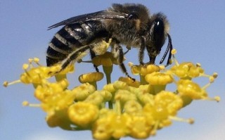 蜜蜂对农植物有危害吗（蜜蜂对植物的危害）