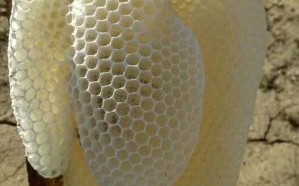 连蜜蜂巢直接冲水吃吗（连蜜蜂巢直接冲水吃吗）