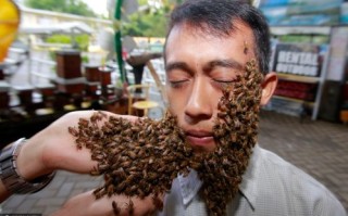 蜜蜂如何涂脸（蜜蜂脸上怎么用）