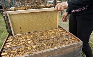 如何养殖野生蜜蜂（野生蜂蜜怎么养殖）
