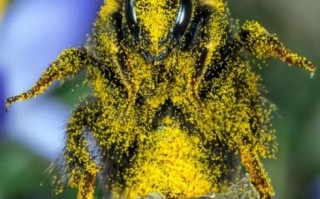 蜜蜂孢子虫病能治好吗（蜜蜂疱子虫病）
