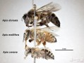 中华蜜蜂和意蜂打架（中华蜜蜂和意大利蜂的区别特点）