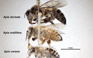 中华蜜蜂和意蜂打架（中华蜜蜂和意大利蜂的区别特点）