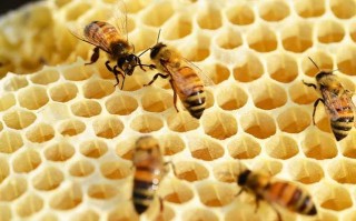 养蜜蜂不能同时养什么（养蜜蜂可以吗）