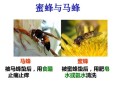蜜蜂怎么防御马蜂（蜜蜂怎么防蚂蚁?）