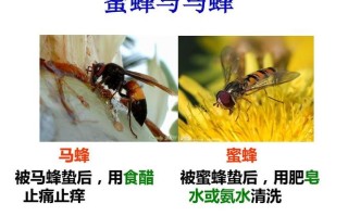 蜜蜂怎么防御马蜂（蜜蜂怎么防蚂蚁?）