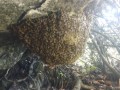 中国野生蜜蜂分布（中国野蜂种类）