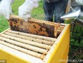 蜜蜂饲养密度（养蜂蜜蜂区域密度）