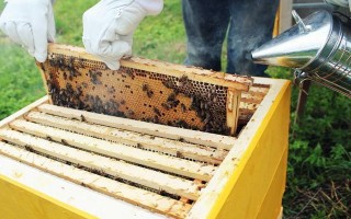蜜蜂饲养密度（养蜂蜜蜂区域密度）