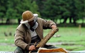 新疆是否适应养蜜蜂（新疆种蜂场）