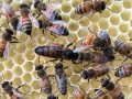 意大利蜜蜂的特点（意大利蜜蜂产蜜量高吗）