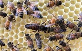 意大利蜜蜂的特点（意大利蜜蜂产蜜量高吗）