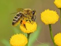 蜜蜂什么季节最多蜂蜜（蜜蜂是什么季节）