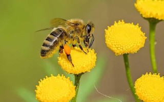 蜜蜂什么季节最多蜂蜜（蜜蜂是什么季节）
