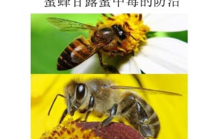 如何防止蜜蜂中毒（怎样防止蜜蜂中毒）