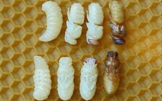 蜜蜂幼虫哪些人不好吃（蜜蜂幼虫吃什么食物?）