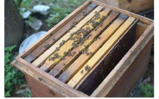 怎么移附近的蜜蜂（怎样移蜜蜂箱到另一个地方）