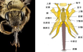 蜜蜂的多种功用开发（蜜蜂的作用和本领）