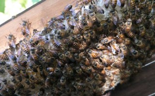 中华蜜蜂公蜂（中华蜜蜂分蜂）