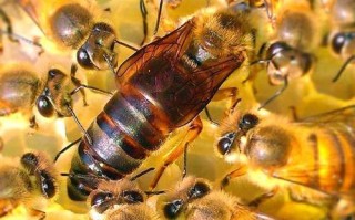 蜜蜂的单位都是什么（蜜蜂的蜜蜂）