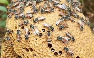 小排蜜蜂蜂蜜储存在哪（小排蜂什么时候有蜜）