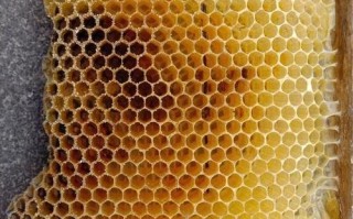 蜜蜂旧脾有用吗（蜜蜂老脾还能用吗）