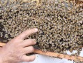 每箱蜂箱里有多少只蜜蜂（一箱蜂有多少只）