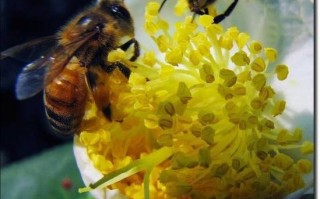 蜜蜂存放（蜜蜂存放茶叶的主要目的是什么）