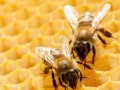 一只蜜蜂产蜂蜜吗（一只蜜蜂产蜂蜜吗为什么）
