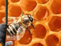 湖北蜜蜂研究院（湖北省蜜蜂品种）