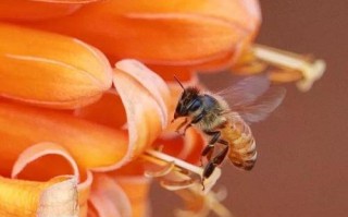 土蜂蜜里面有小蜜蜂（土蜂蜜里面有小蜜蜂吗）