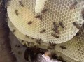 蜜蜂刚进桶怎么办（蜜蜂进箱又跑出来不愿住怎么办?）