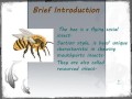 关于蜜蜂知识的英文资料（关于蜜蜂知识的英文资料有哪些）