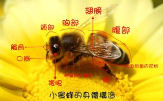 蜜蜂的图文介绍（蜜蜂的图文介绍图片）