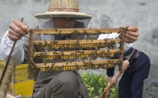 蜜蜂养殖蜂王（养蜂王怎么养）