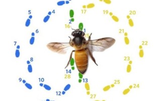 蜜蜂怎样移动（蜜蜂怎样移动位置蜜峰不会飞回去）