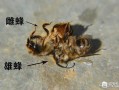 蜜蜂与壁蜂的区别（蜜蜂与壁蜂的区别是什么）