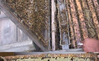 人工蜜蜂巢脾是什么（人工蜂巢蜜制作方法视频）